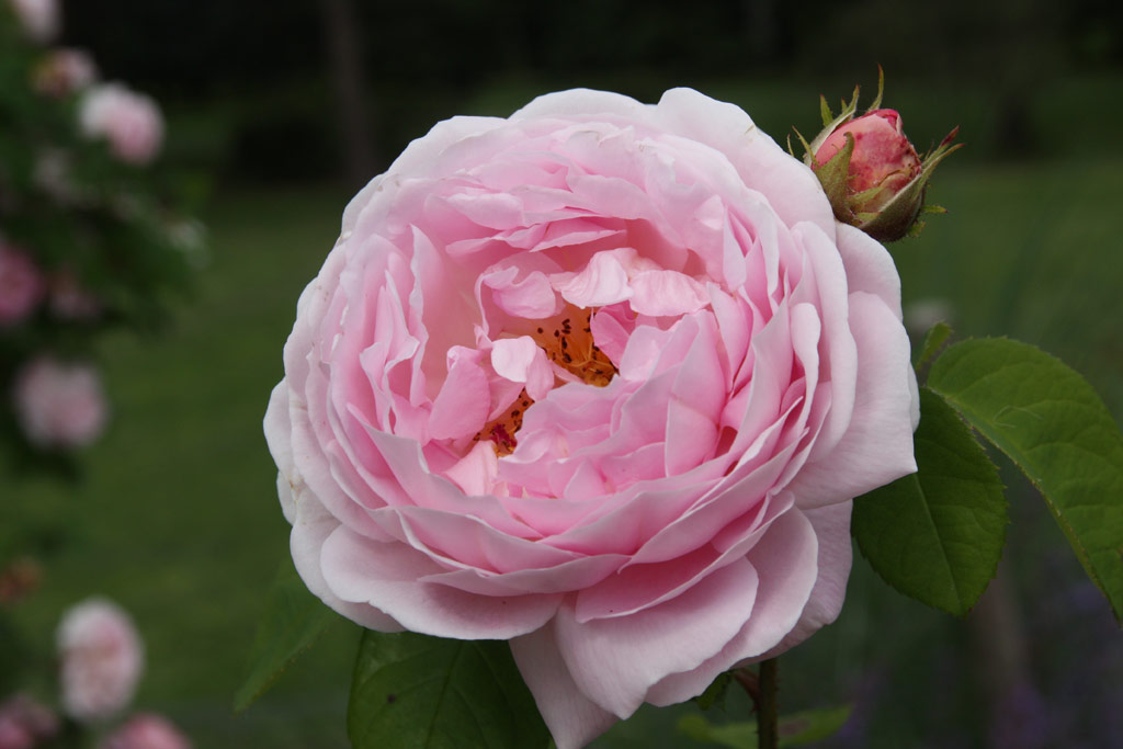 růže Constance Spry