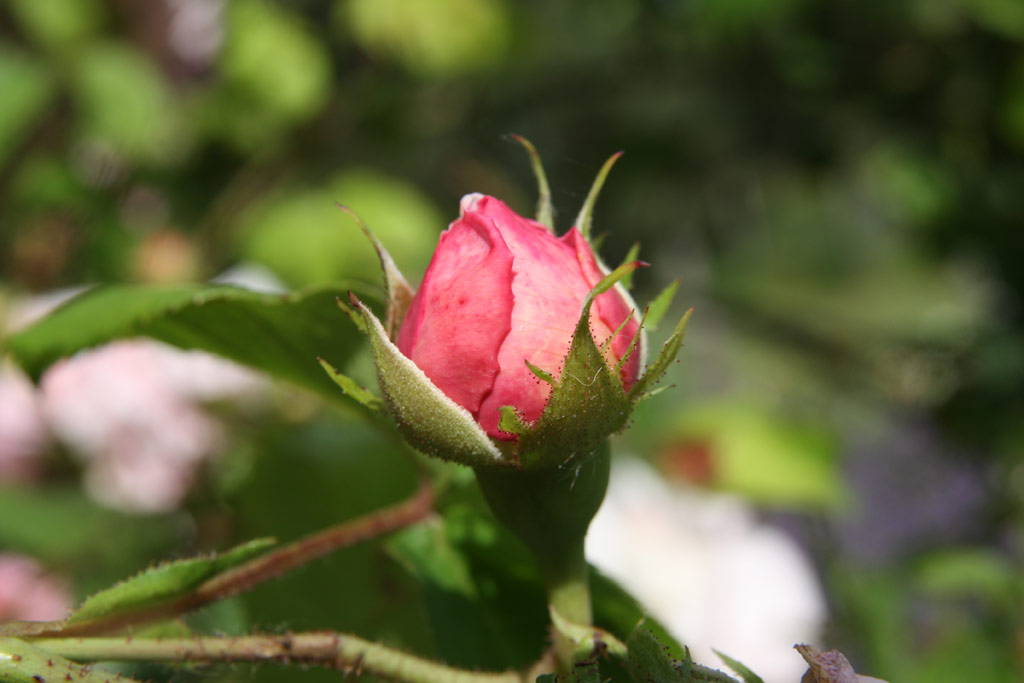 růže Constance Spry