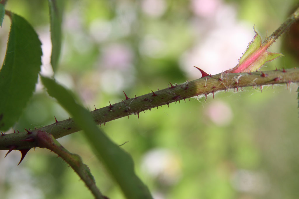 růže Constance Spry