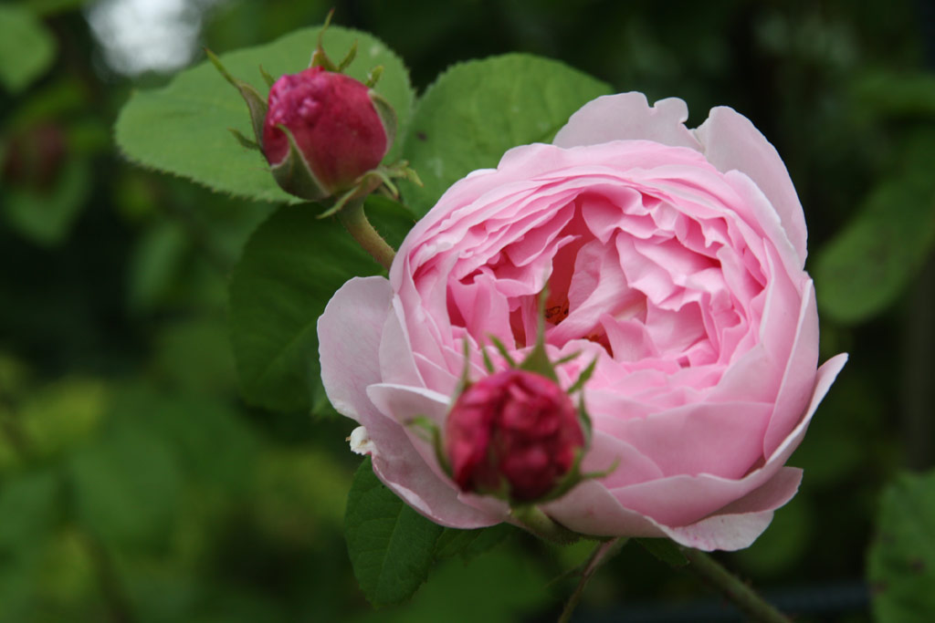 růže Constance Spry