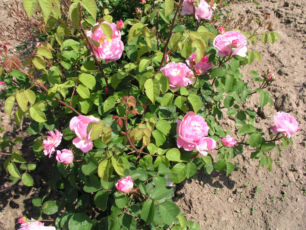 růže Constance Spry