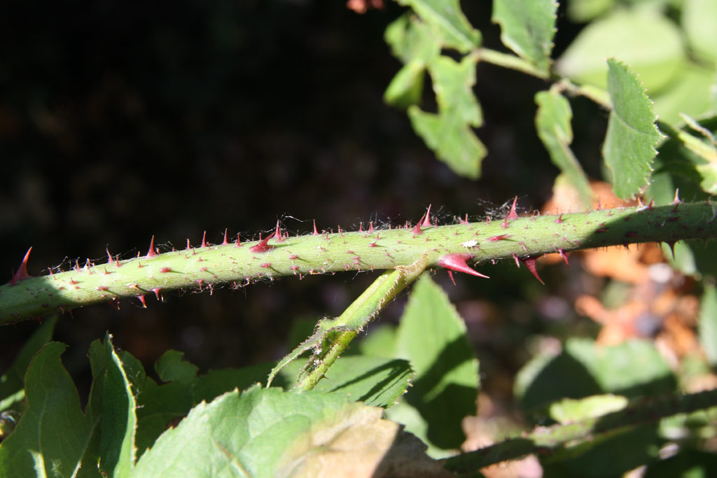 růže Constance Spry