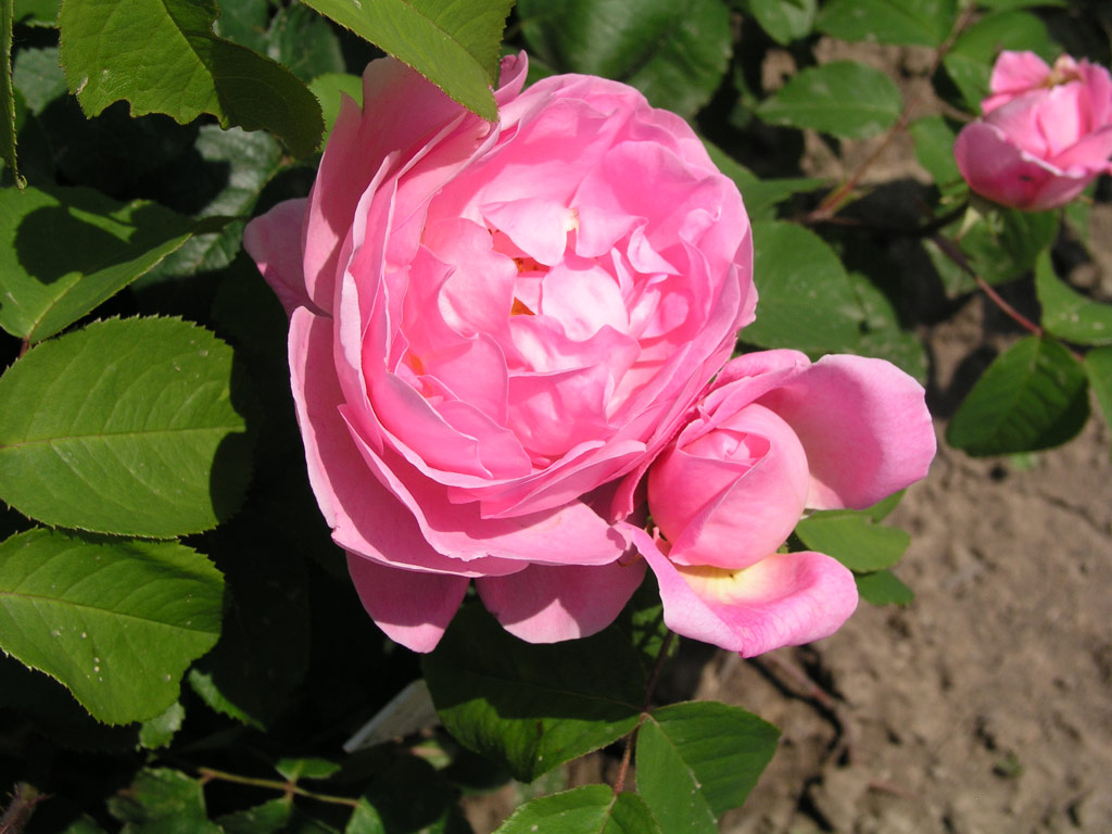 růže Constance Spry