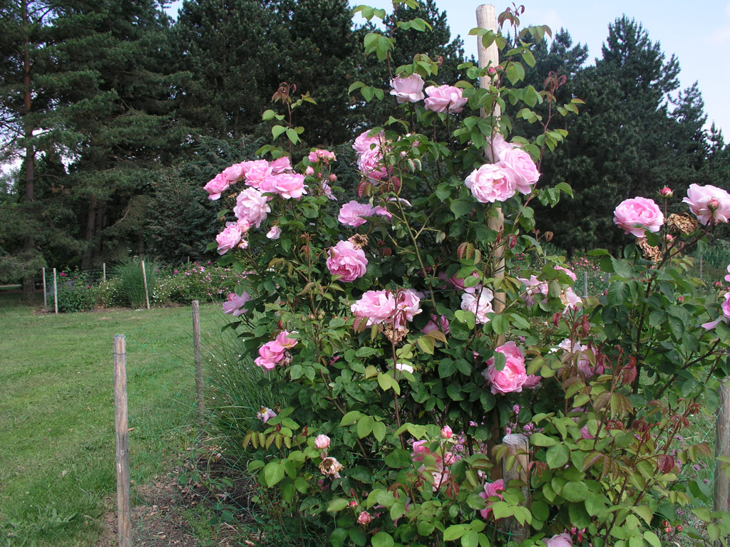 růže Constance Spry