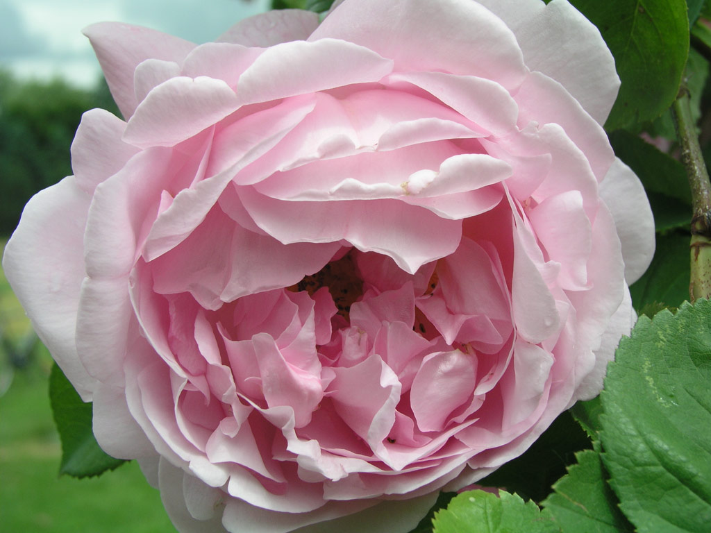 růže Constance Spry