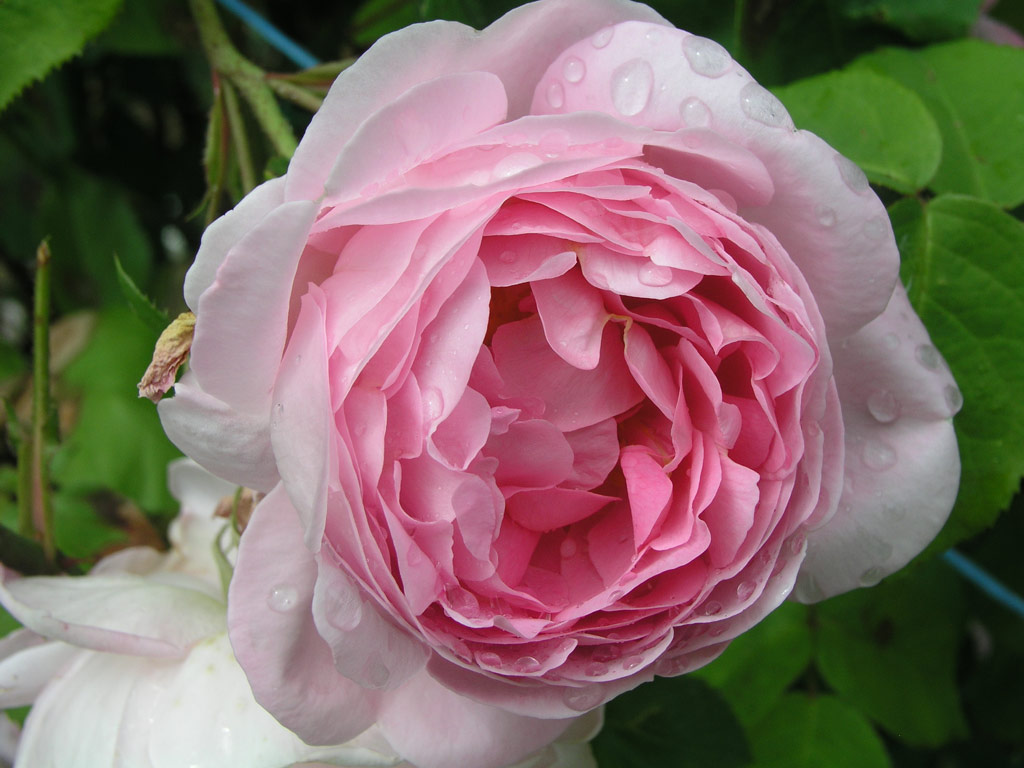 růže Constance Spry