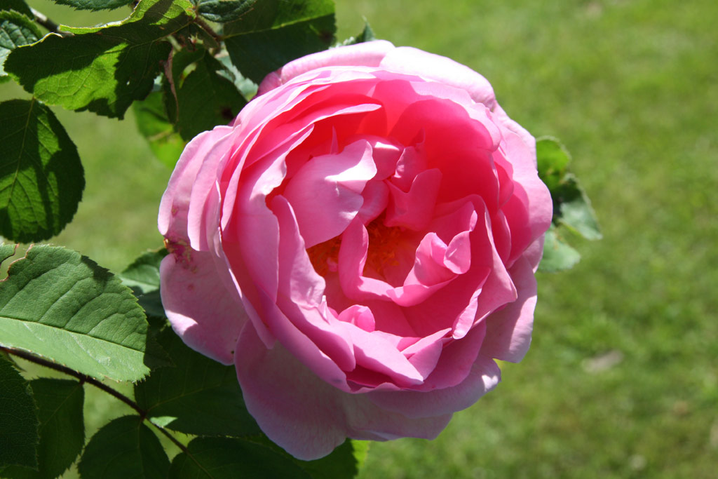 růže Constance Spry