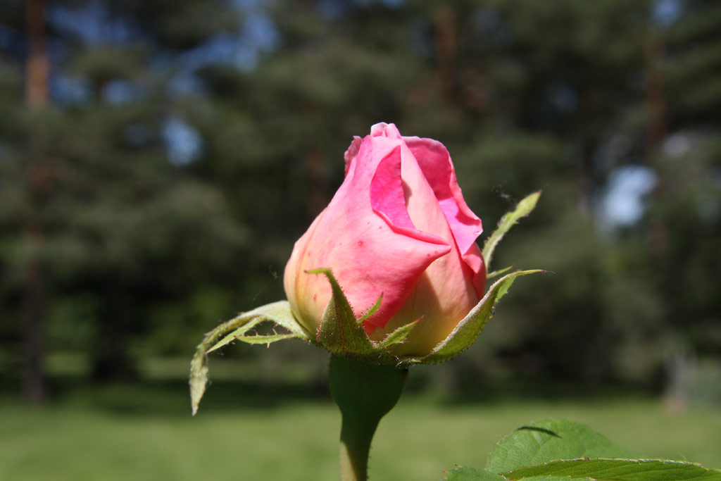 růže Constance Spry