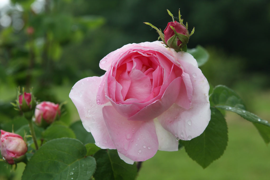 růže Constance Spry