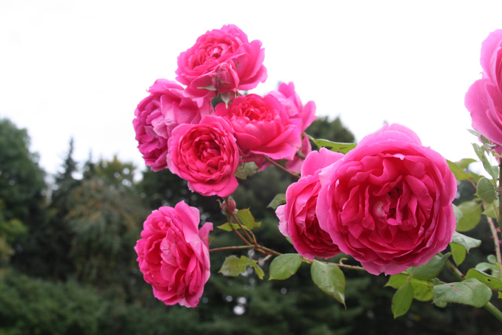 růže Coral Dawn (Olomouc)