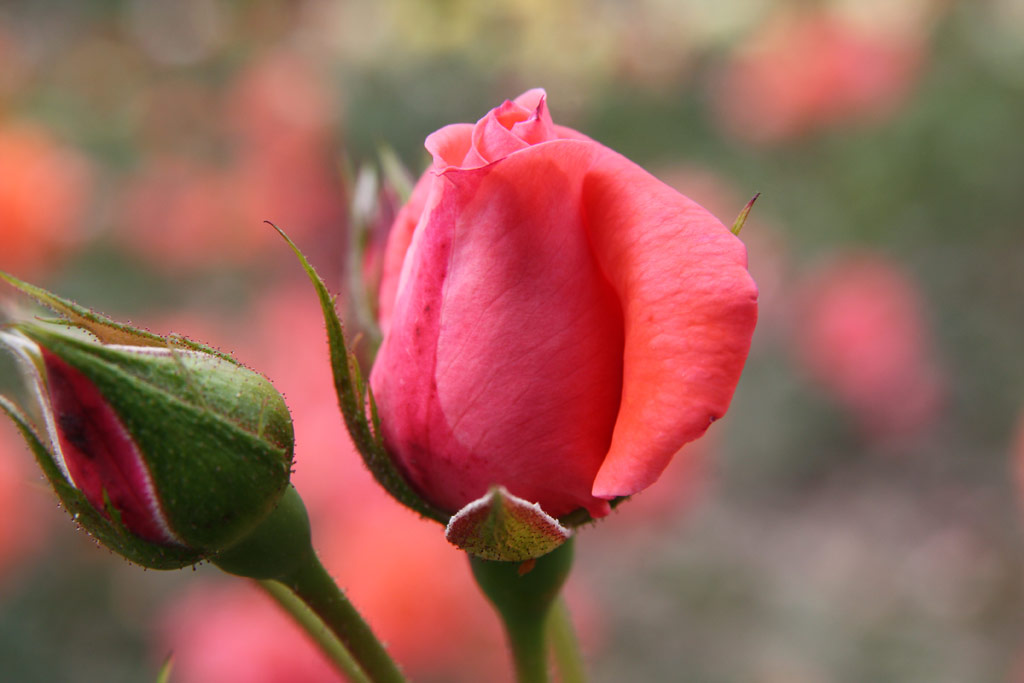 růže Coral Satin