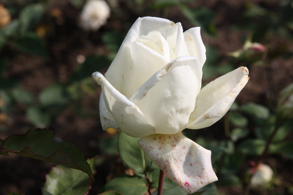 růže Countess of Warwick