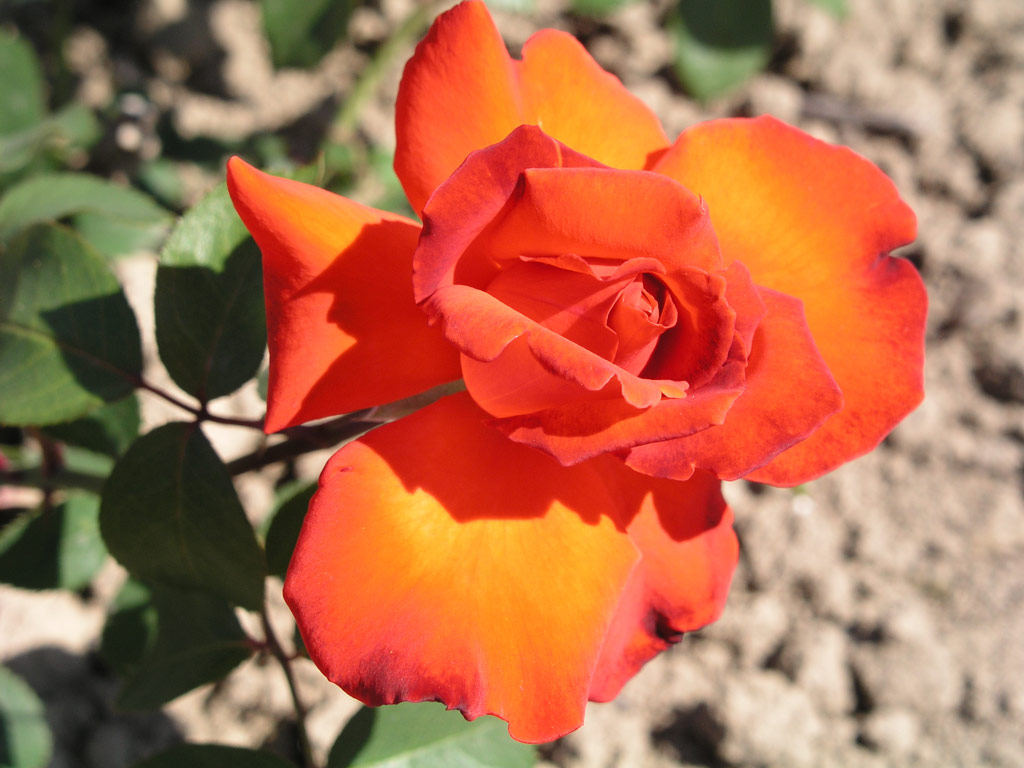 růže Coup de Foudre