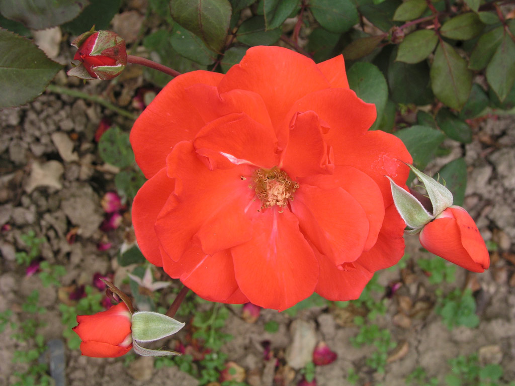 růže Coup de Foudre