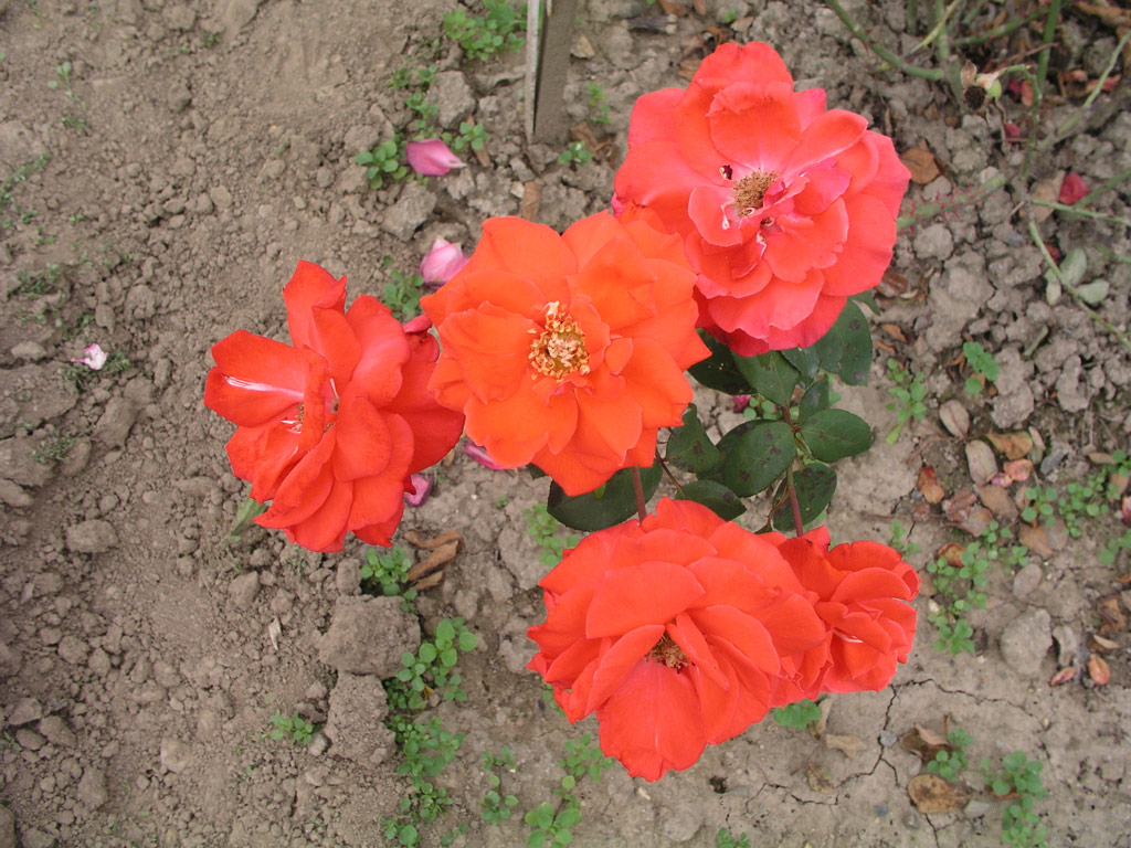 růže Coup de Foudre