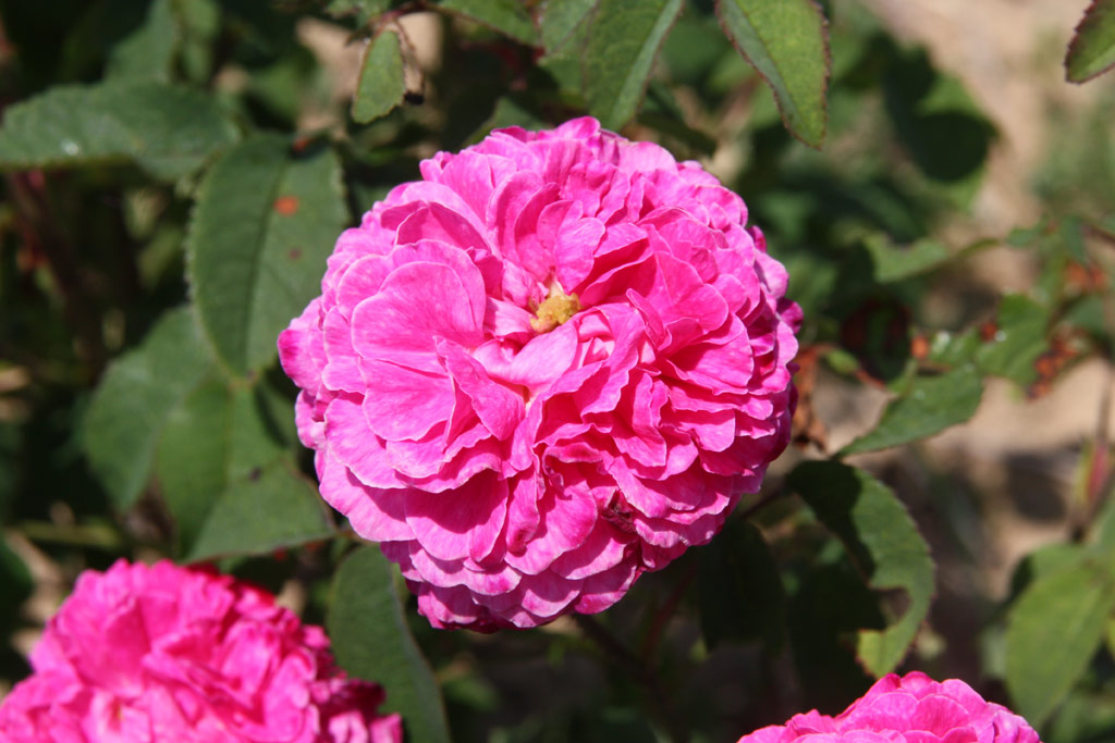 růže Cramoisi Picot