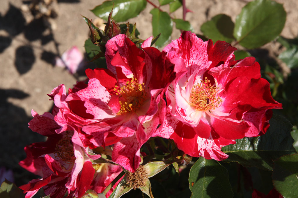 růže Crazy for You