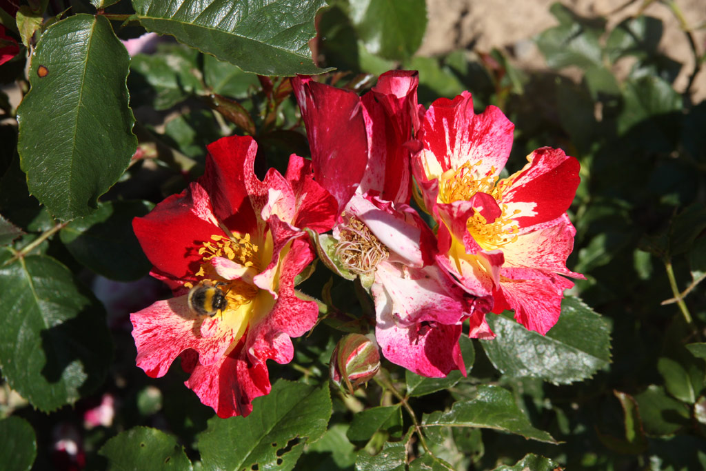 růže Crazy for You