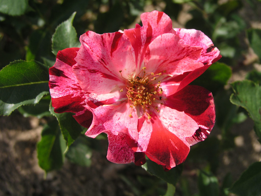 růže Crazy for You