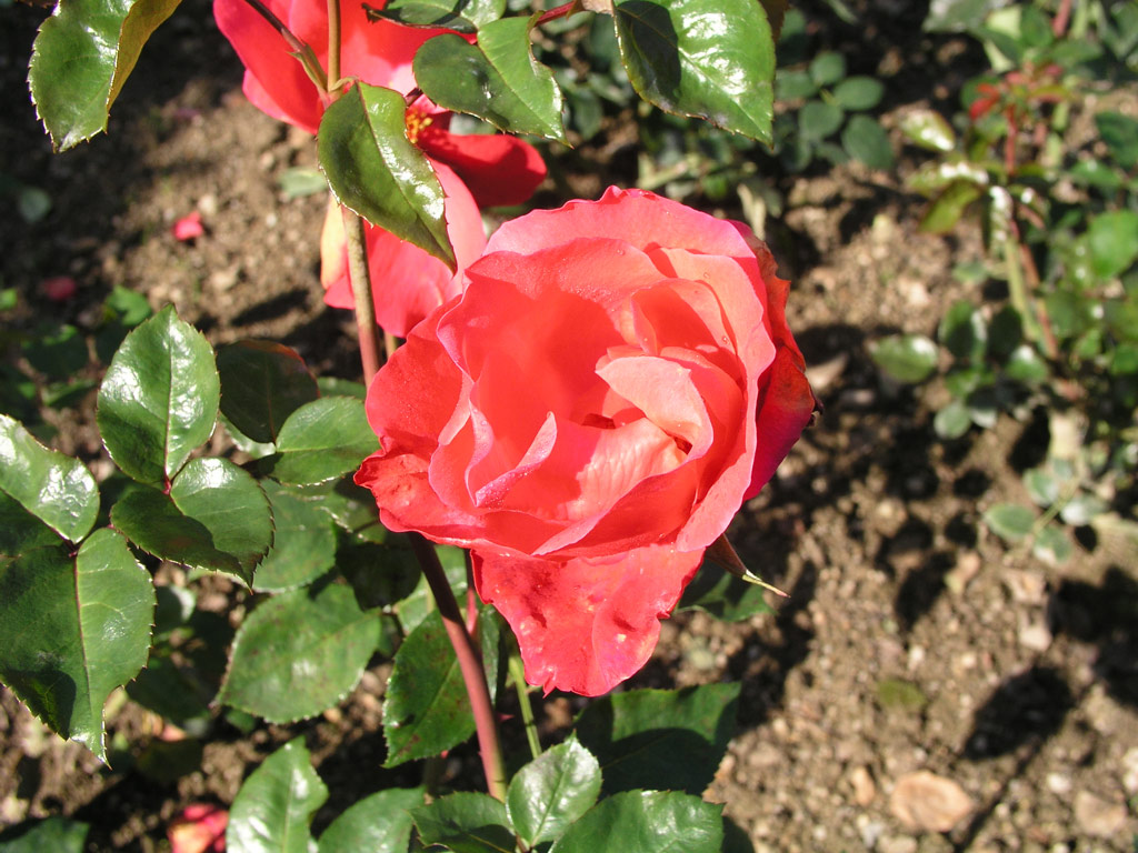 růže Crepe de Chine