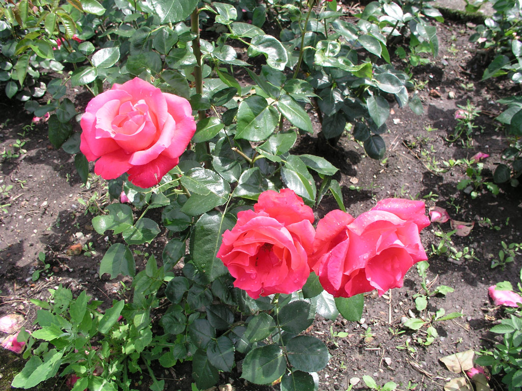 růže Crepe de Chine