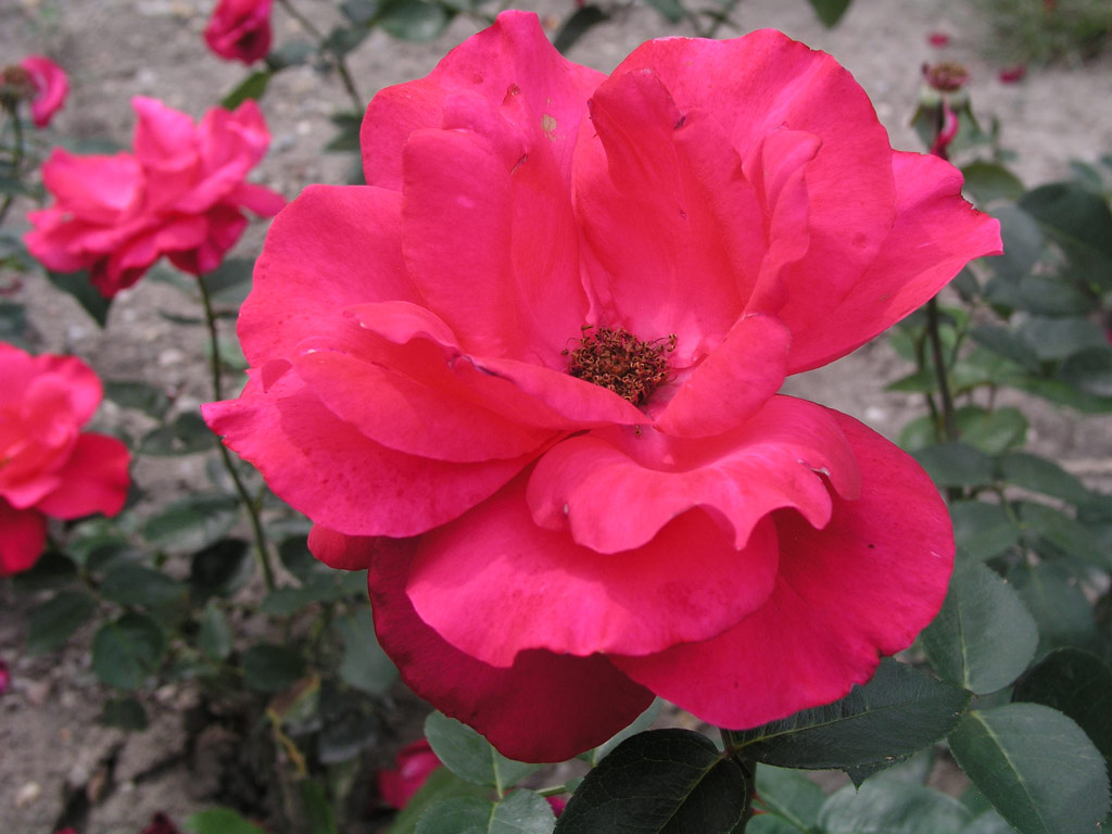 růže Crepe de Chine