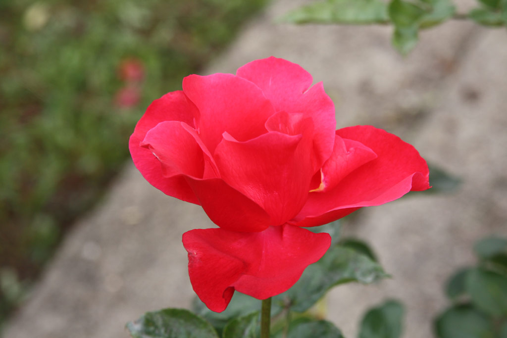 růže Crepe de Chine