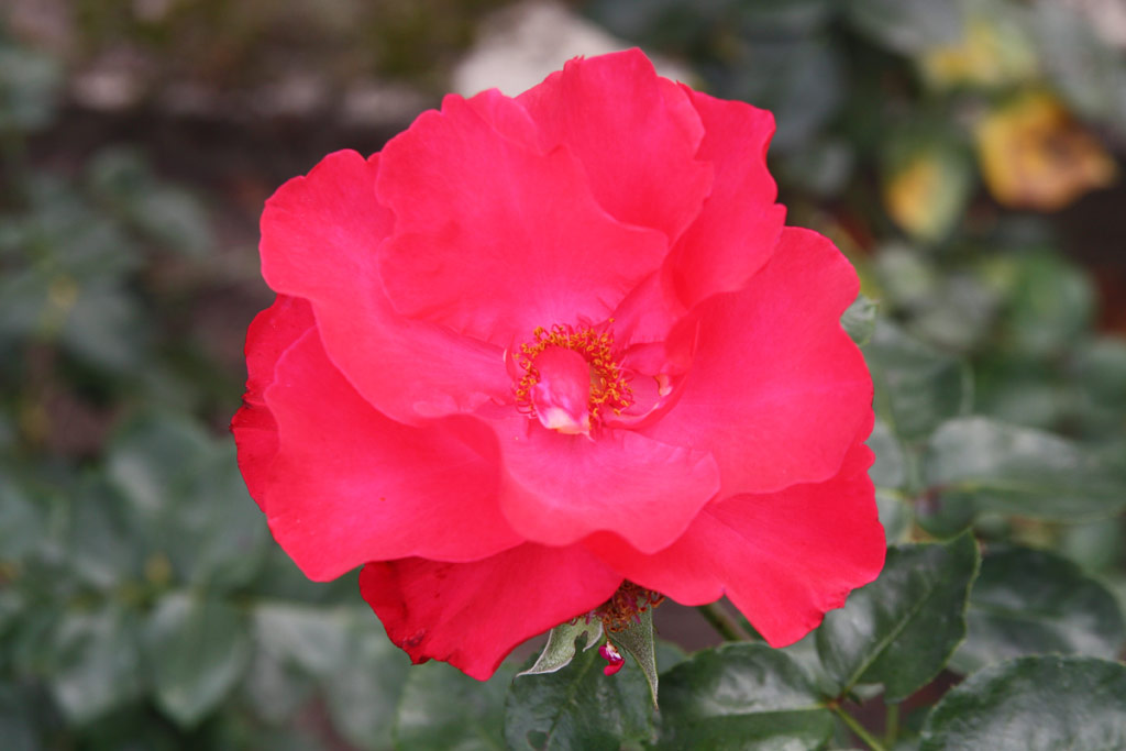 růže Crepe de Chine