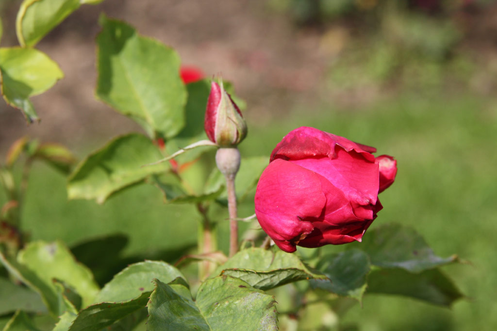 růže Crimson Emblem