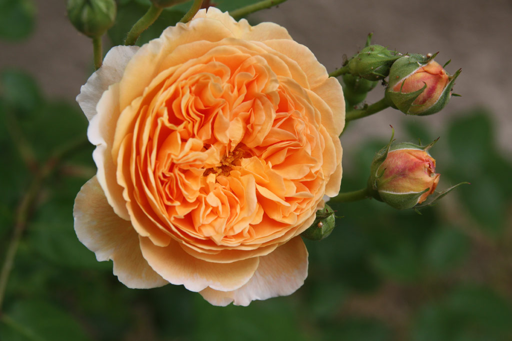 růže Crown Princess Margareta