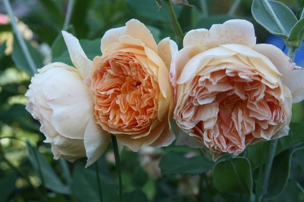 růže Crown Princess Margareta