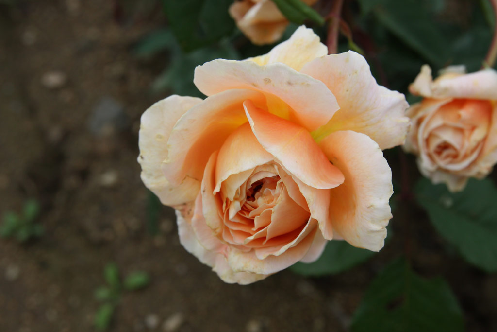 růže Crown Princess Margareta