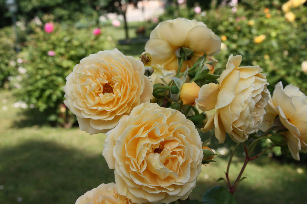 růže Crown Princess Margareta