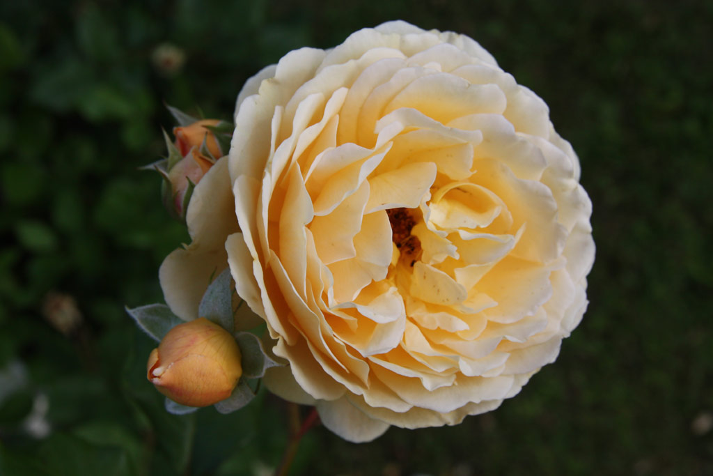 růže Crown Princess Margareta