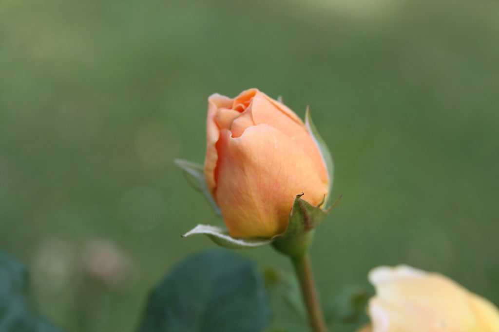 růže Crown Princess Margareta