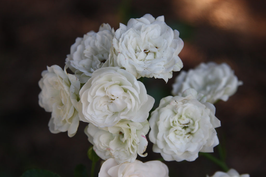 růže Crystal Fairy