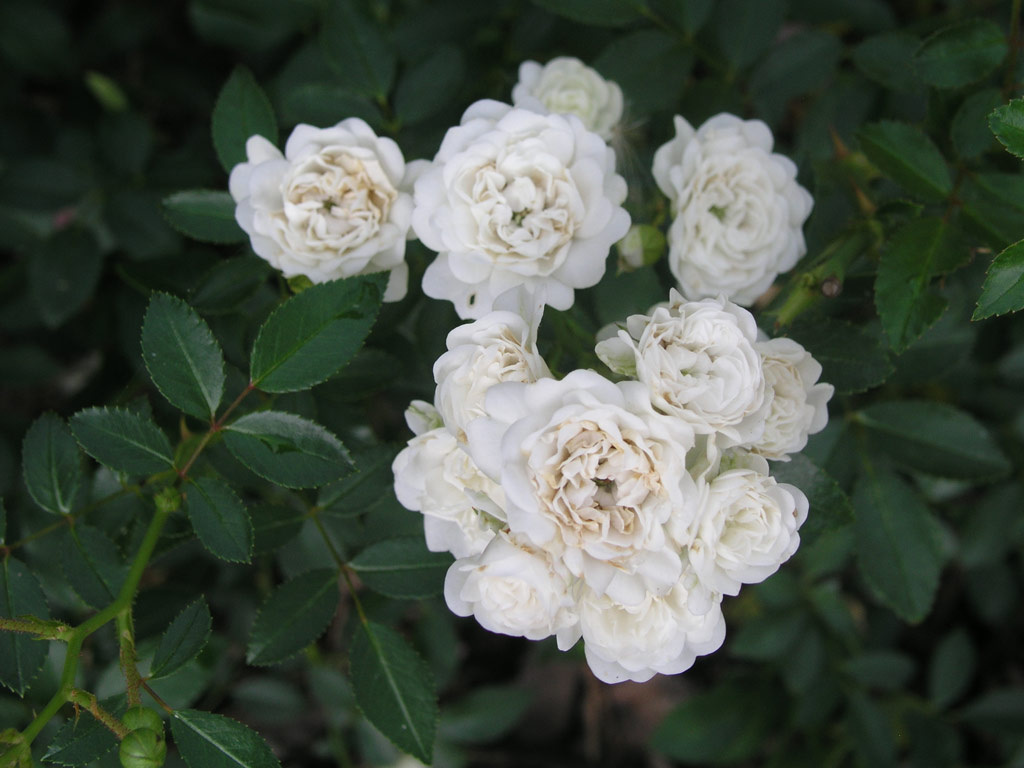 růže Crystal Fairy