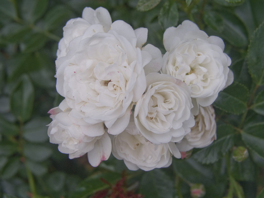 růže Crystal Fairy