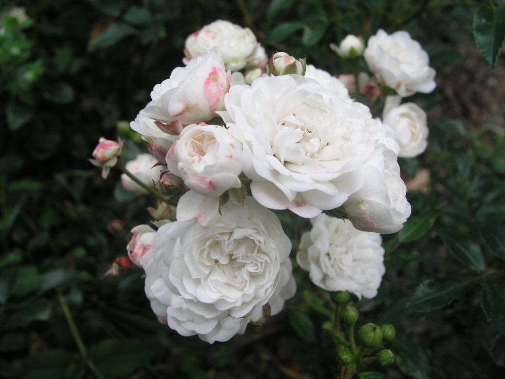 růže Crystal Fairy