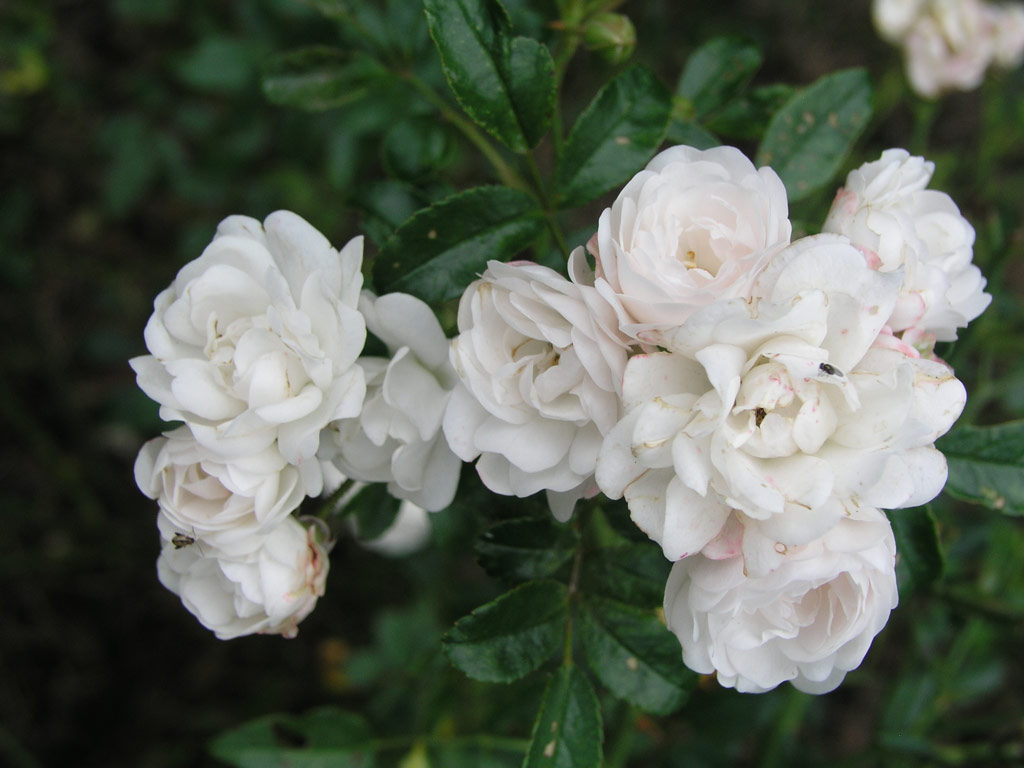 růže Crystal Fairy