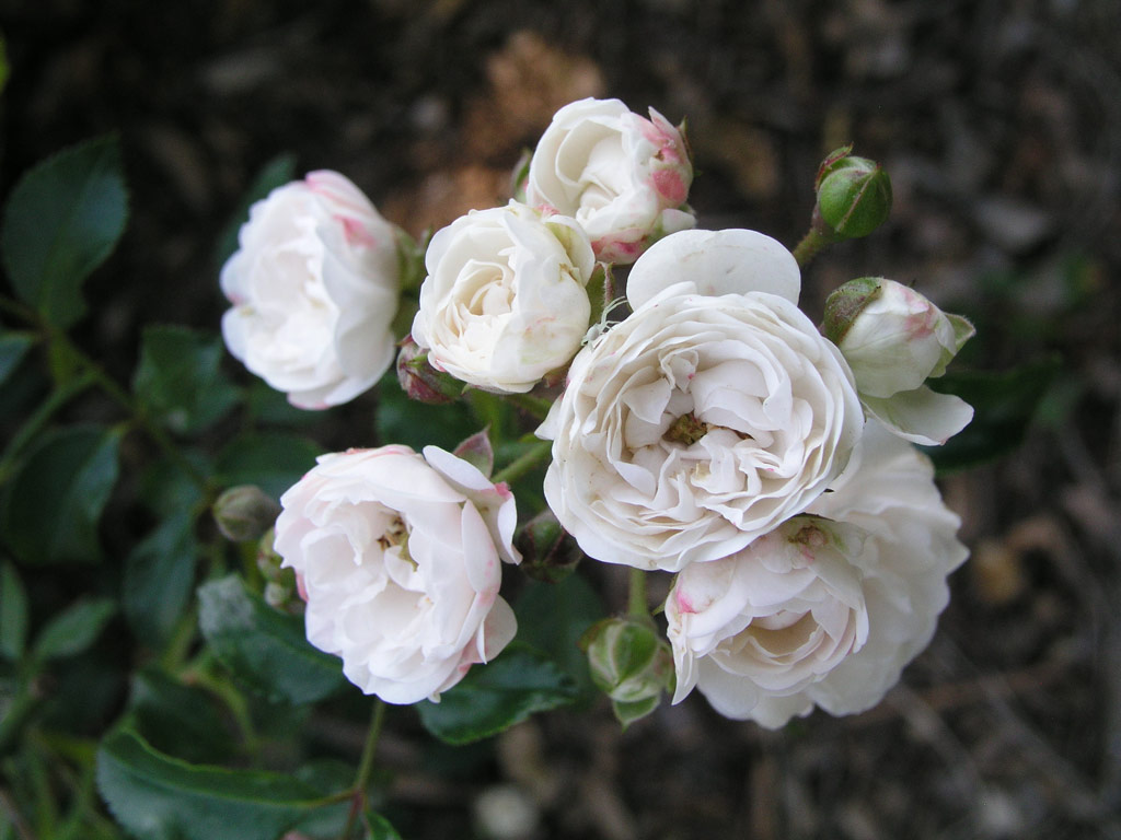 růže Crystal Fairy