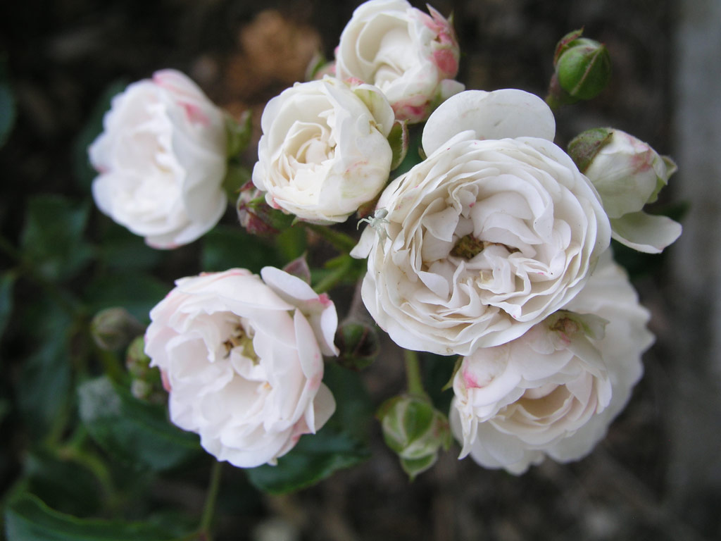 růže Crystal Fairy