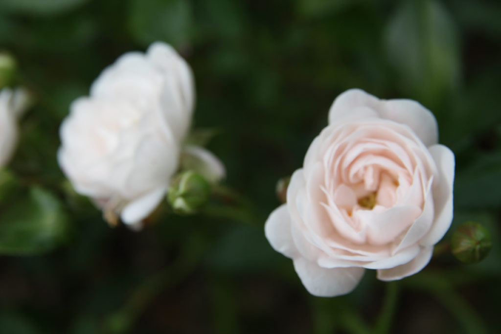 růže Crystal Fairy