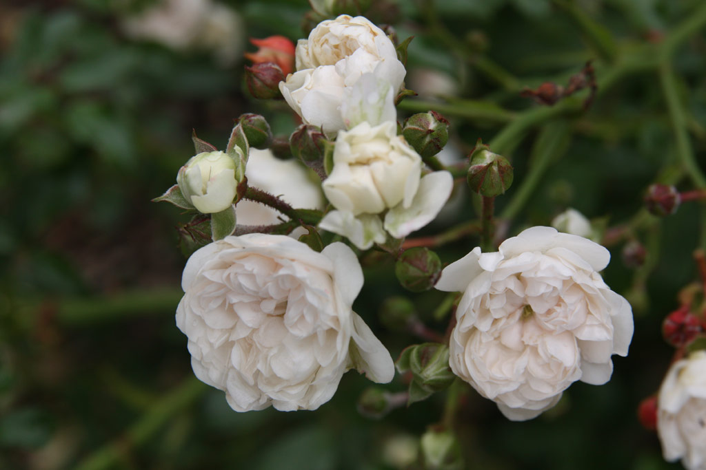 růže Crystal Fairy