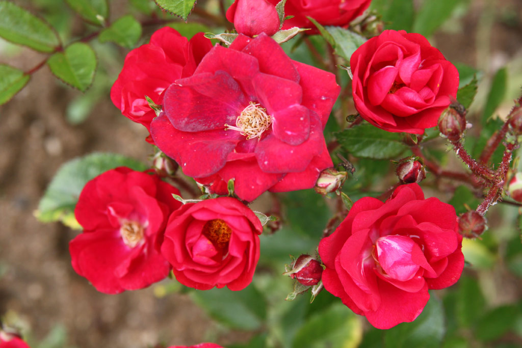 růže ?s. ?erven K?