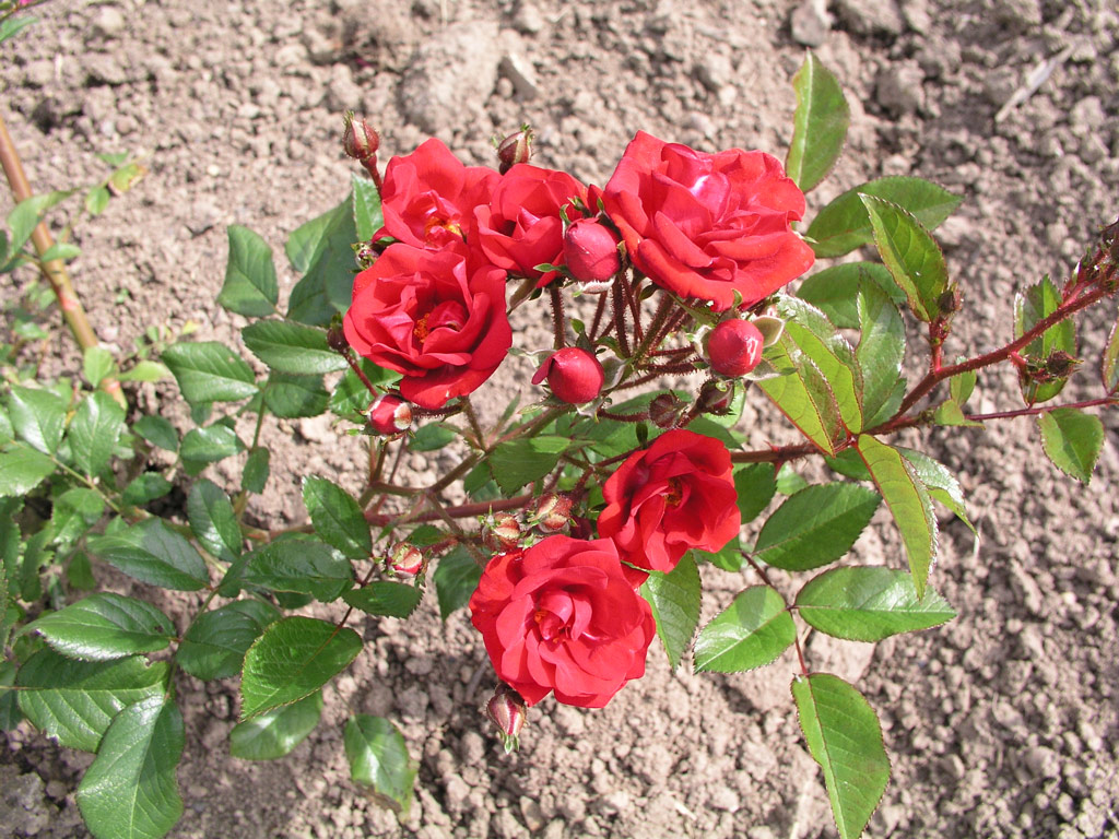 růže ?s. ?erven K?