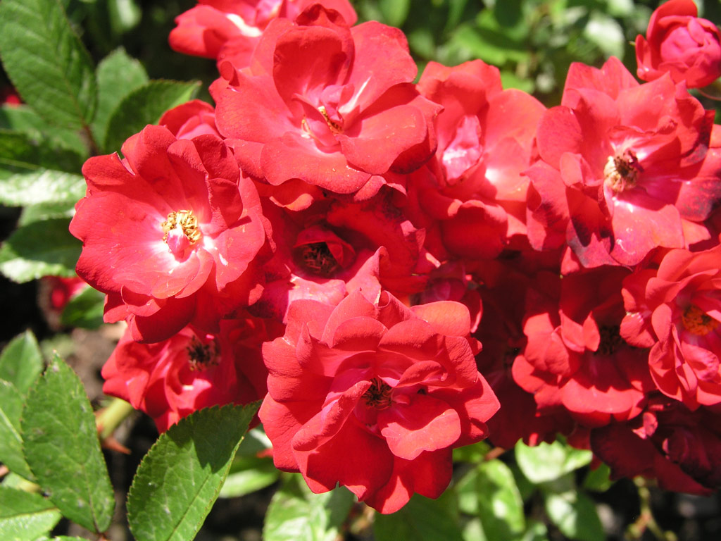 růže ?s. ?erven K?