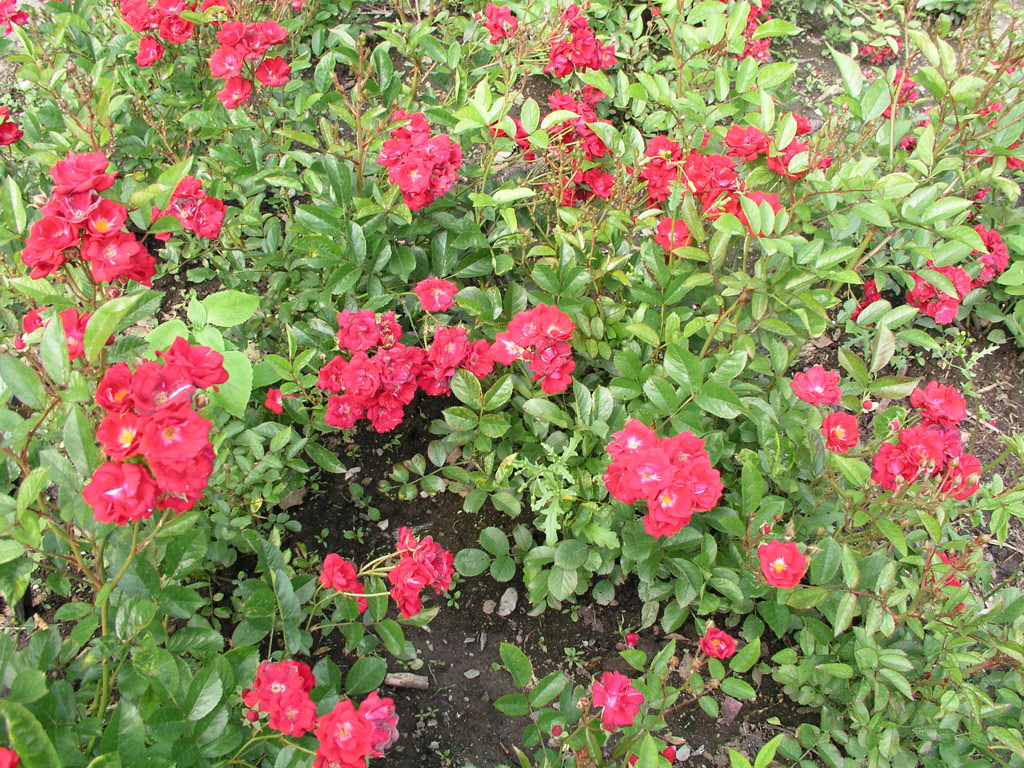 růže ?s. ?erven K?