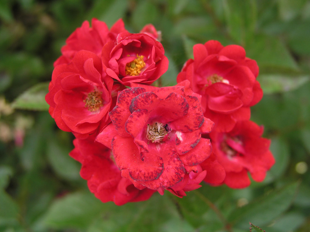 růže ?s. ?erven K?