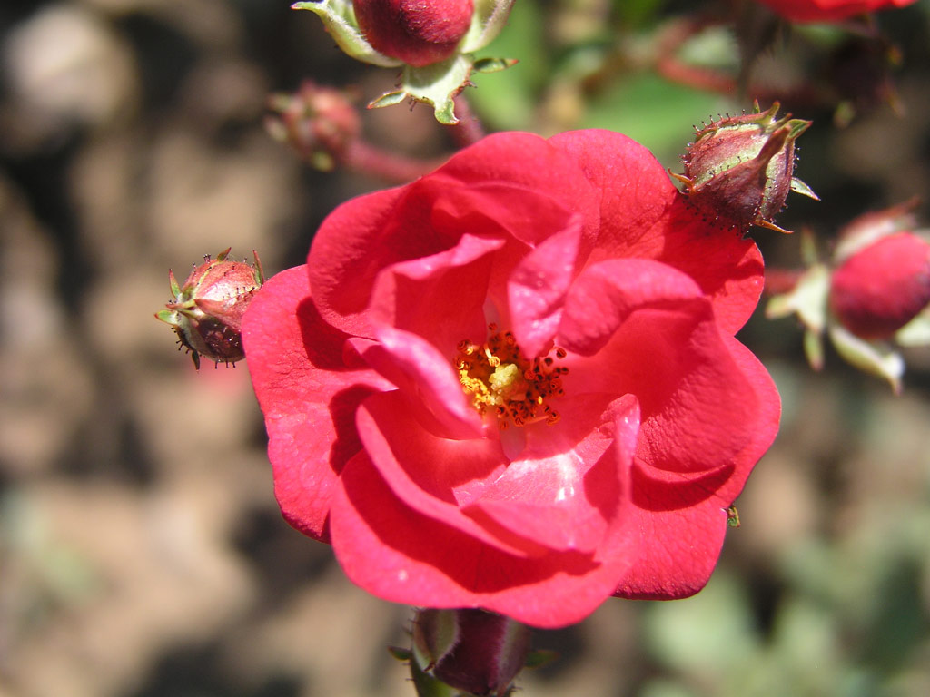 růže ?s. ?erven K?